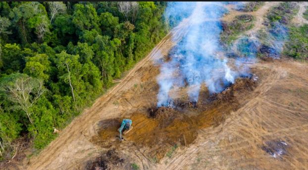 déforestation due à l'utilisation d'huile de palme