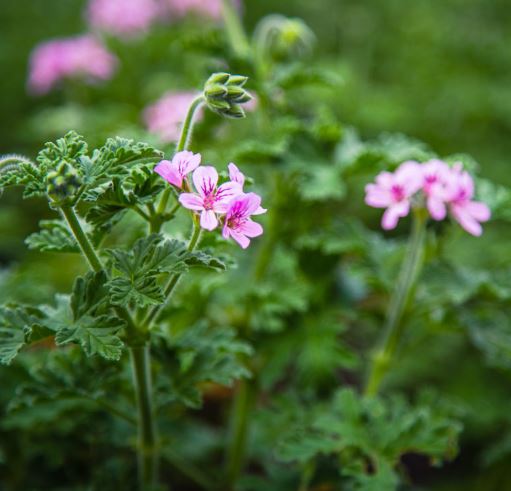 Mademoiselle Saint Germain Cosmétiques naturels issus du potager du roi