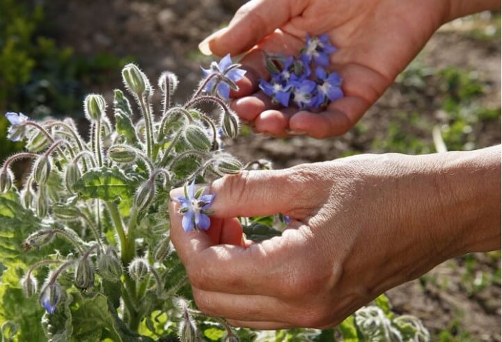 Cueillettes sauvages des fleurs de bach