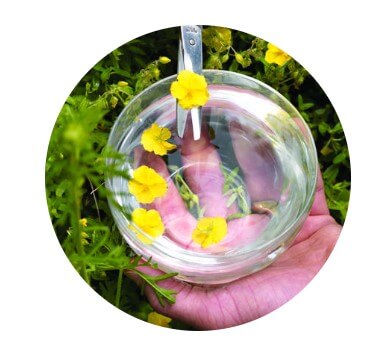 Les fleurs de bach pour controler ses emotions