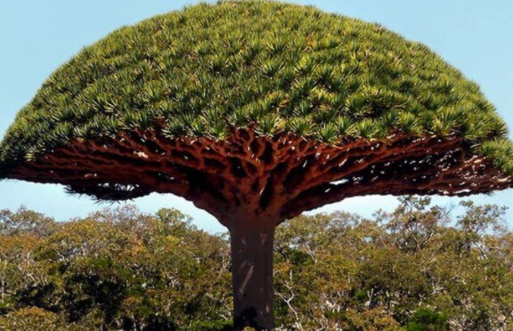 Seve de sang du dragon bienfaits en cosmétiques