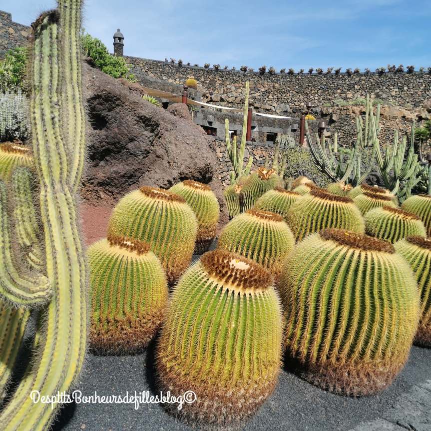 jardin de cactus lanzarote photos 