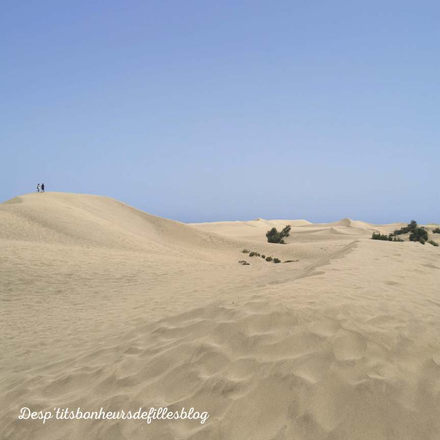 dunes de maspalomas avis