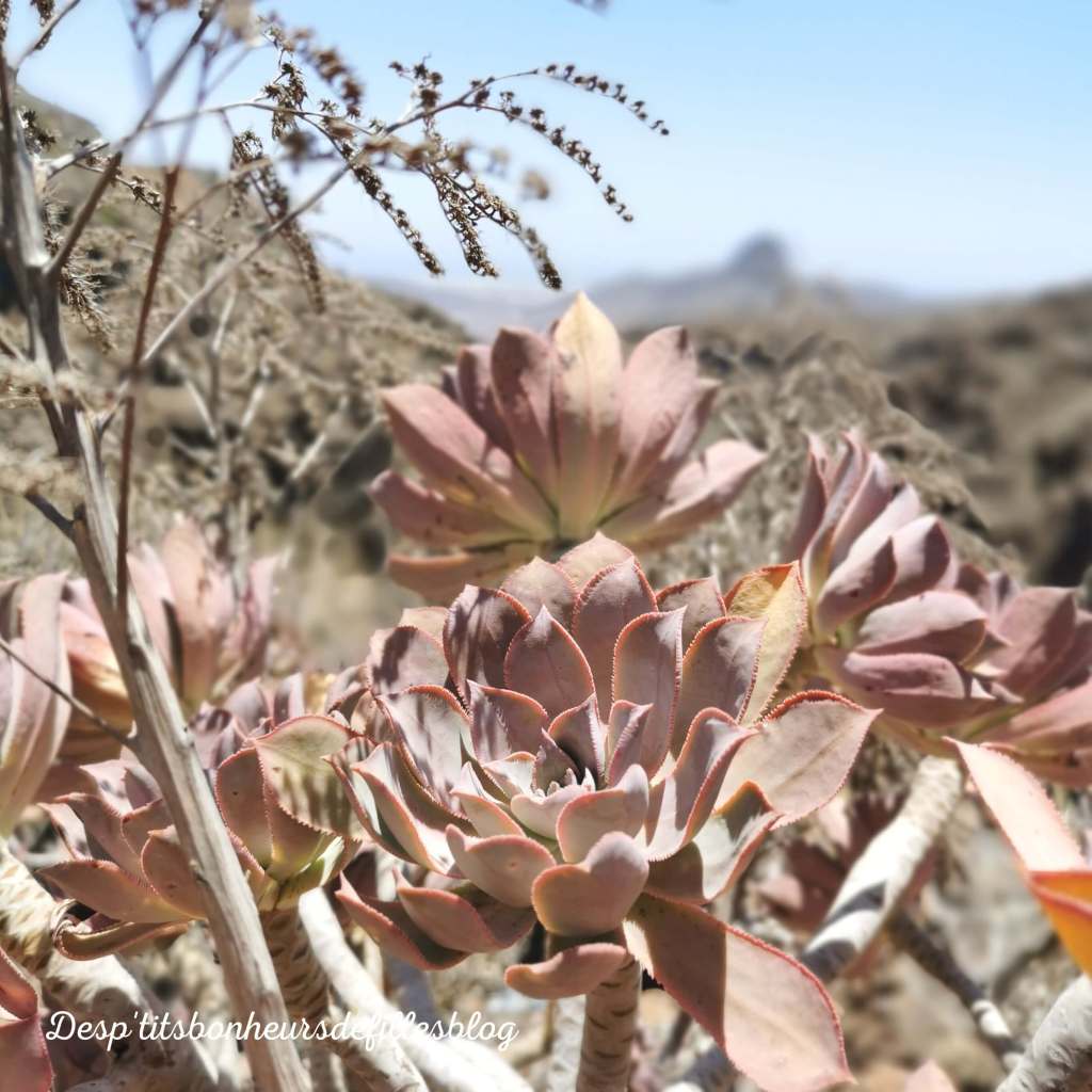 sejour a grande canarie blog voyage