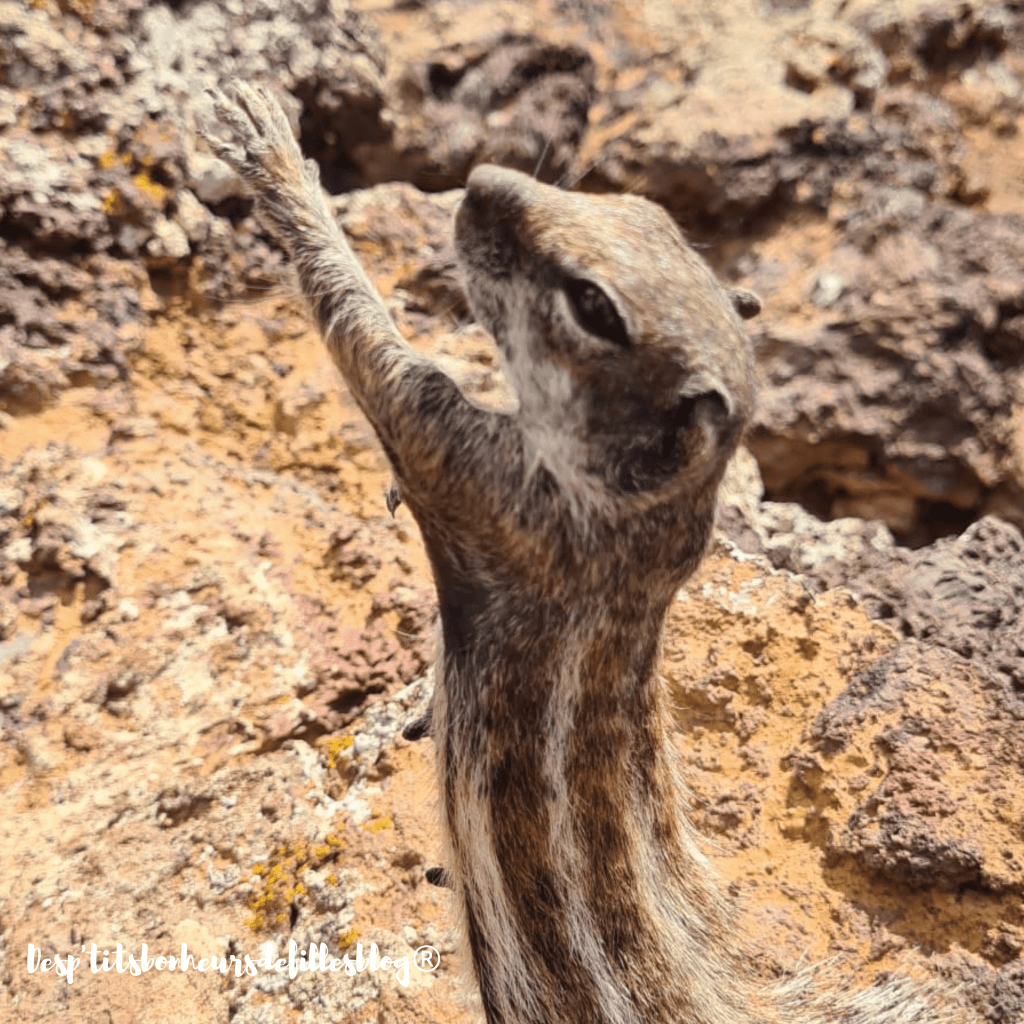 que faire fuerteventura blog