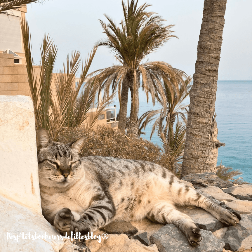 guide voyage pour preparer des vacances inoubliables fuerteventura