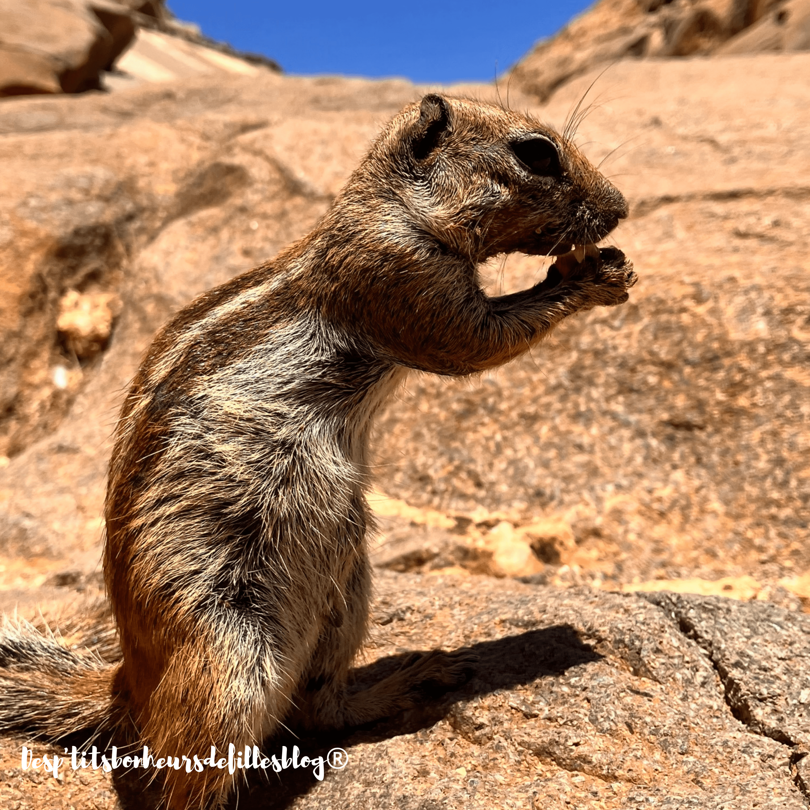 ou voir les ecureuils fuerteventura