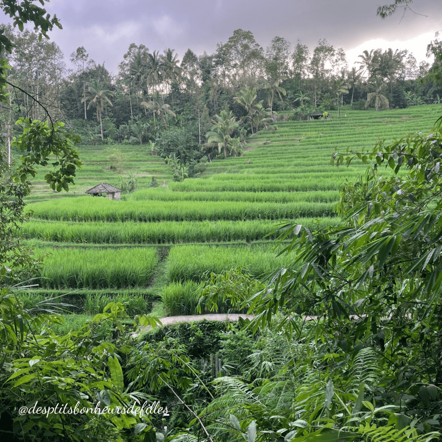 rizières bali