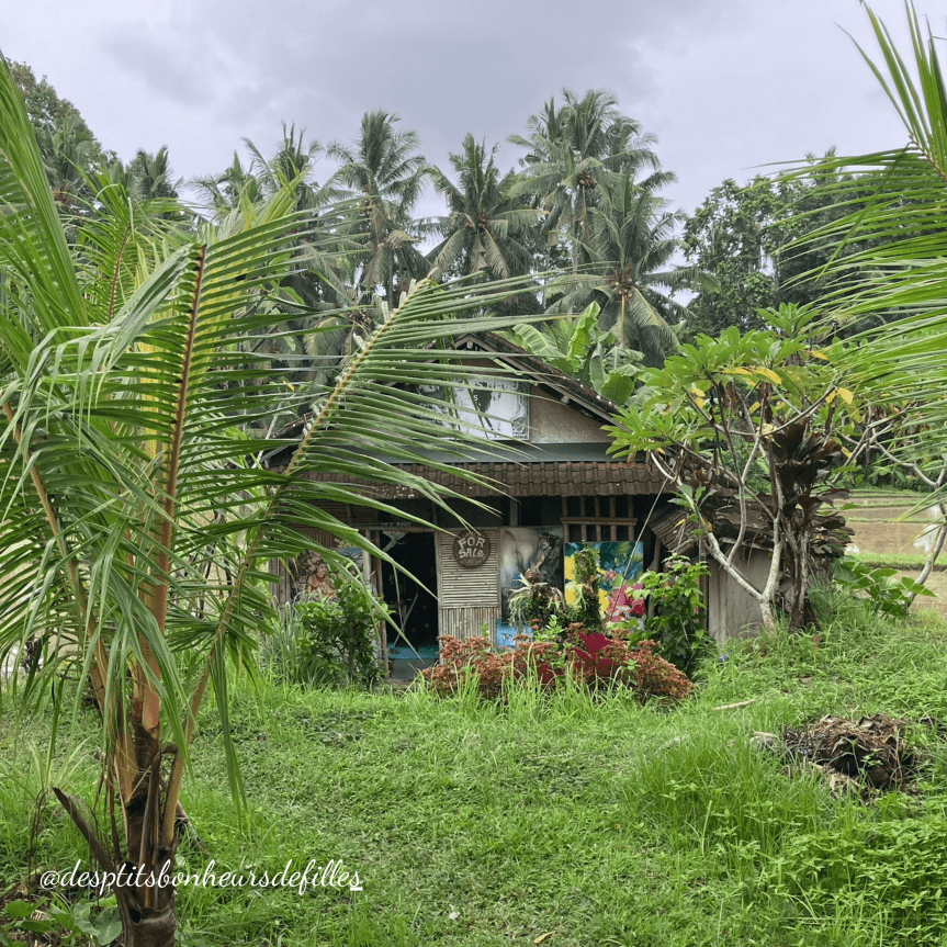 balade nature à Ubud
