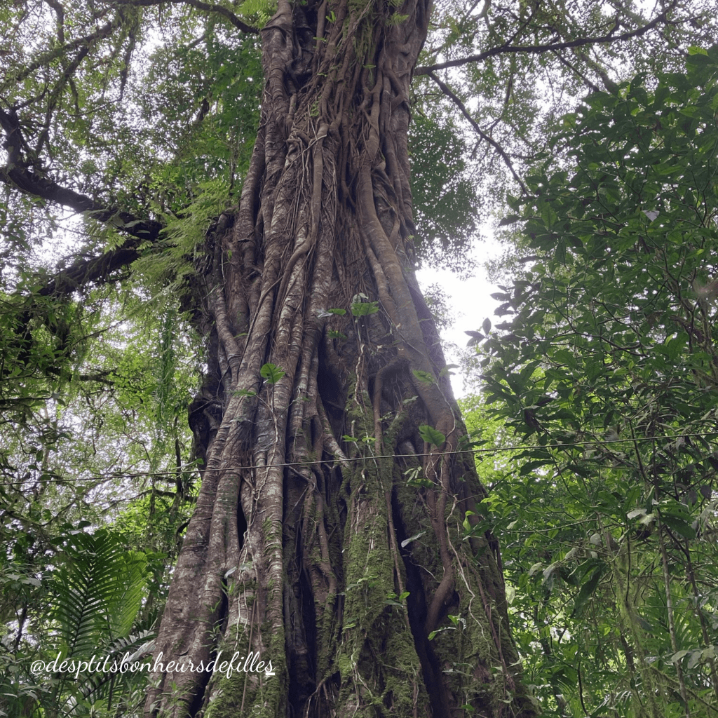 foret tropicale bali