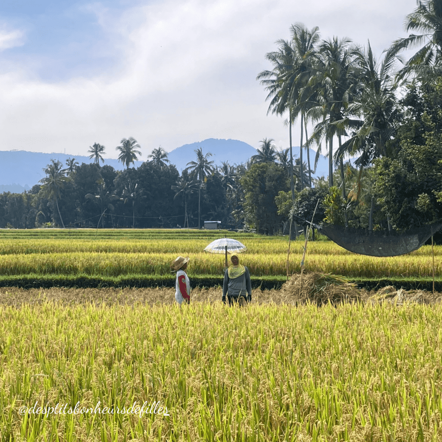 beaux paysages Bali authentique
