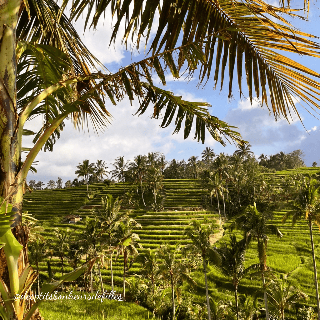 rizières de jatiluwih