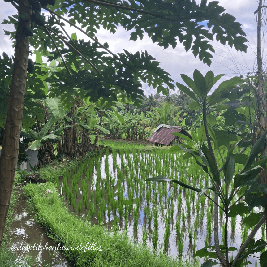 rizières à Ubud Bali