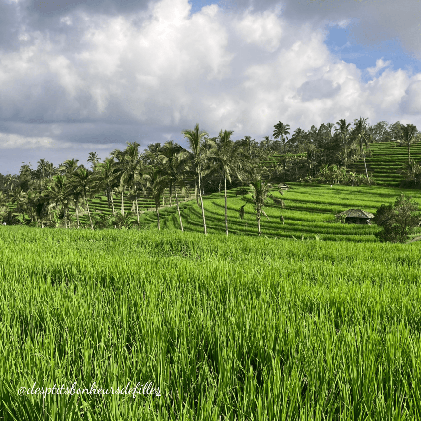 Rizières en terrasse de Jatiluwih, patrimoine mondial de l'Unesco
