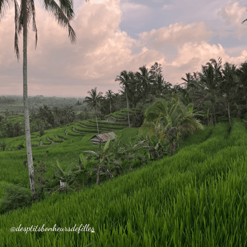 Rizières de Jatiluwih Bali