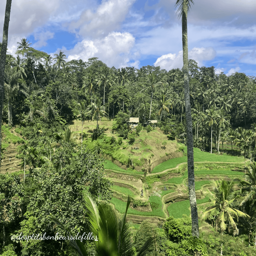 rizieres en terrasse bali