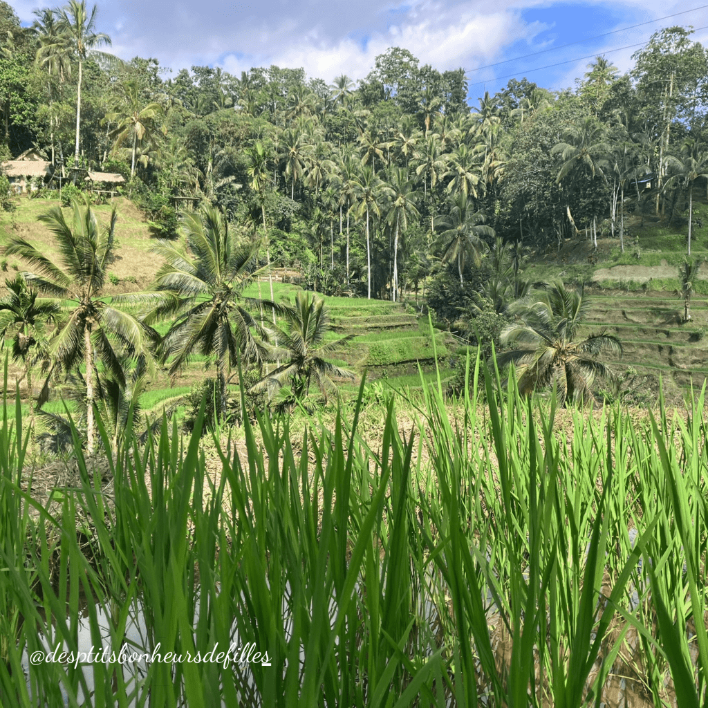 rizieres a visiter Bali