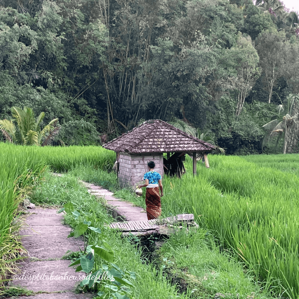 les rizières de jatiluwih