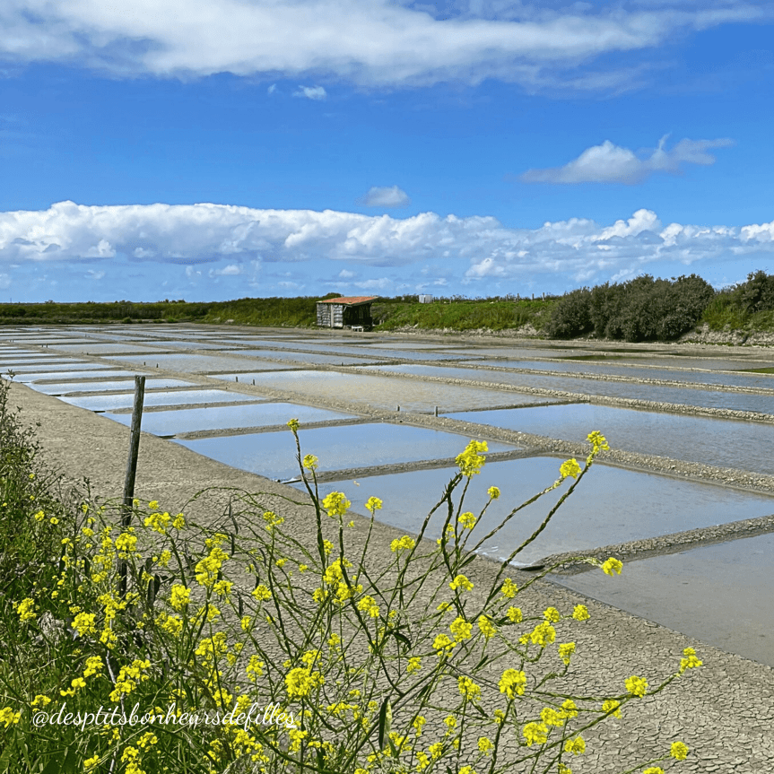 marais salants ile de ré