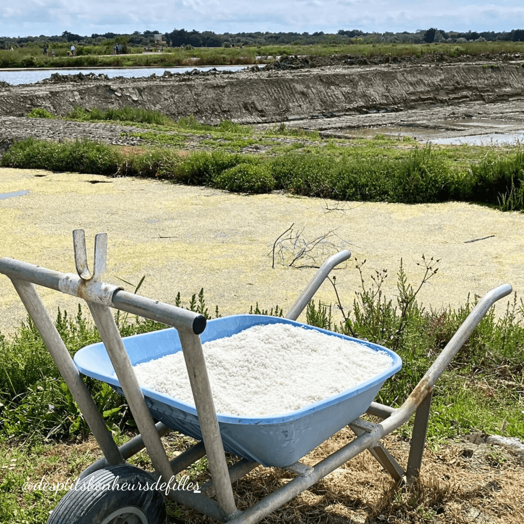 récolte du sel ile de ré