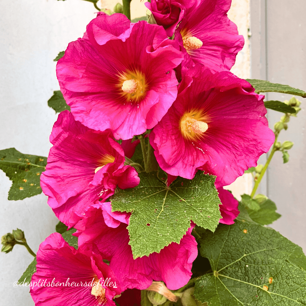 guide touristique ile de ré