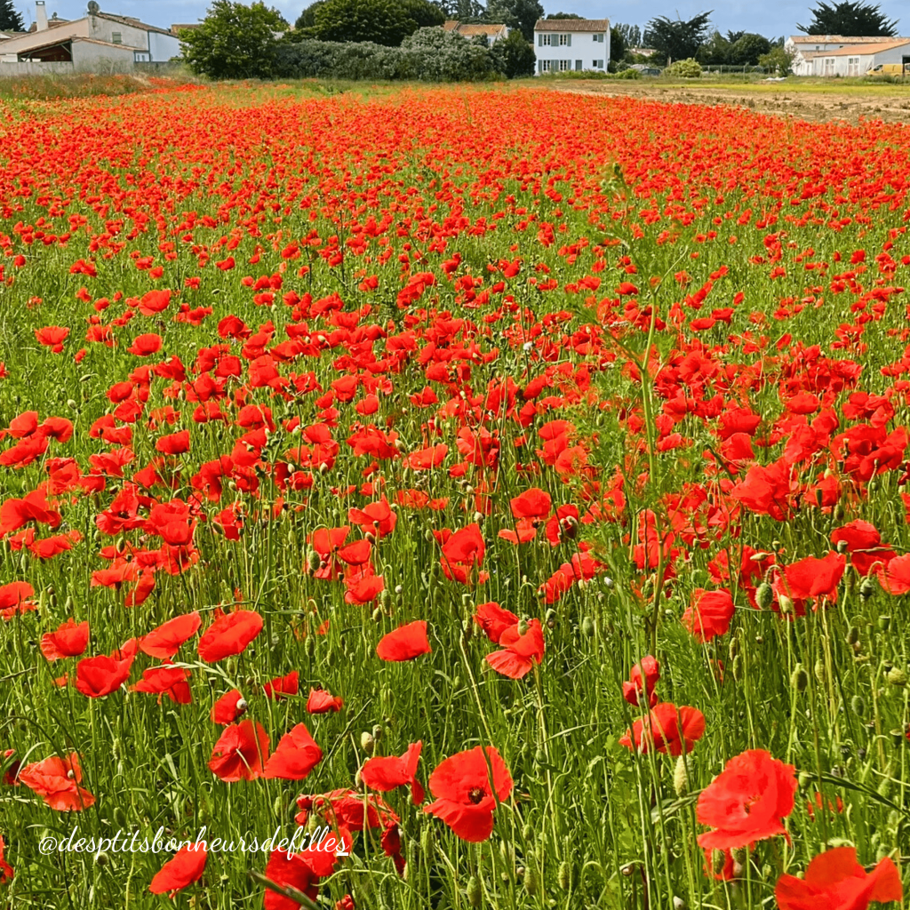 champs coquelicots ile de ré