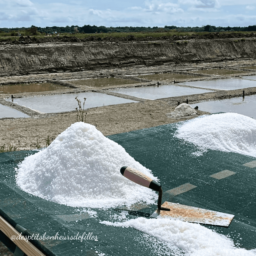Ile de ré marais salants