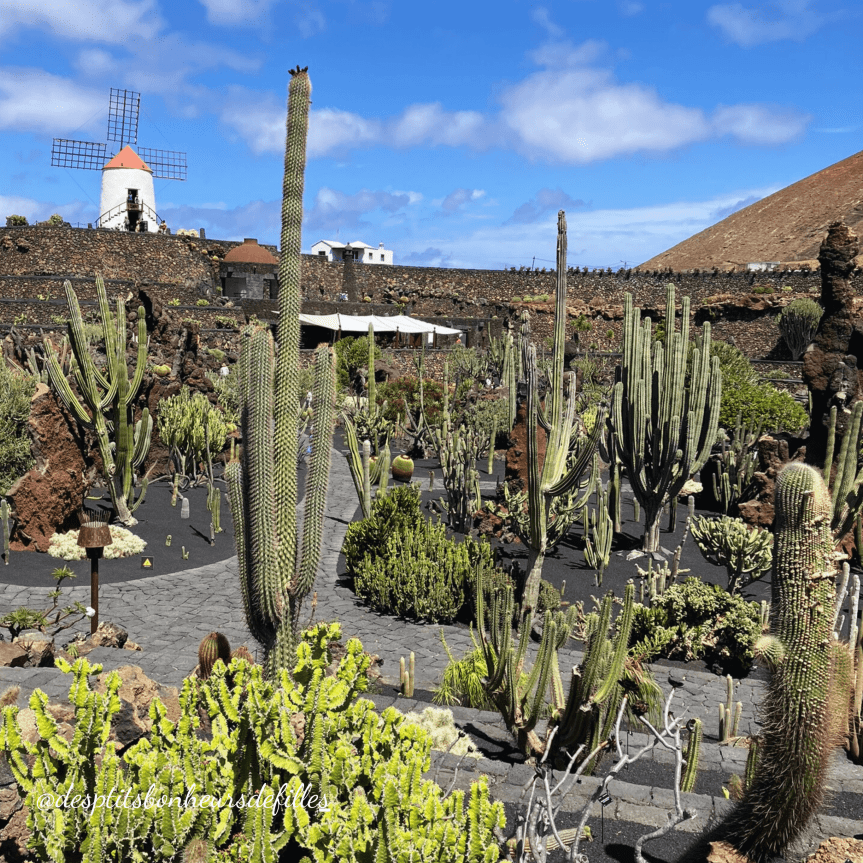 jardin de cactus lanzarote visite incontournable