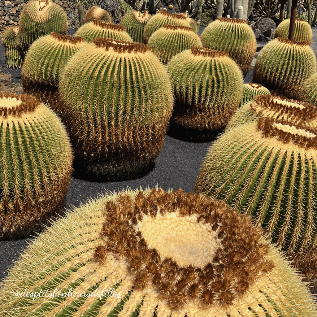 jardin de cactus Lanzarote tarif
