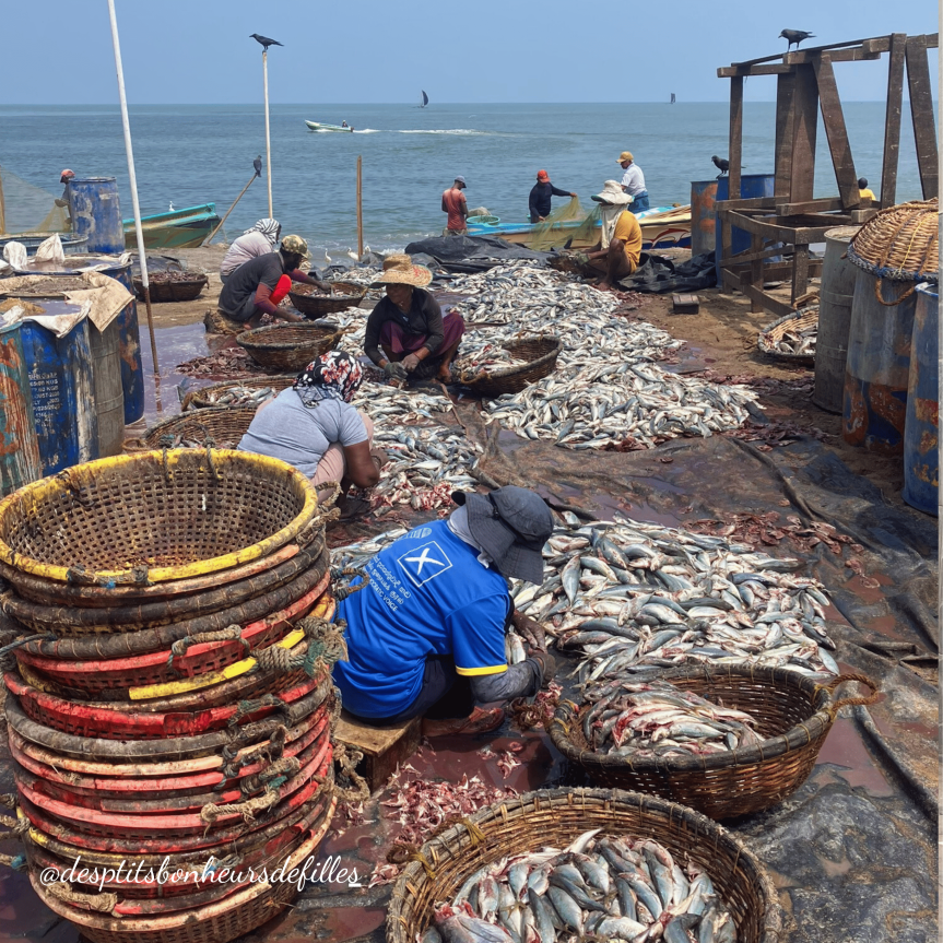 marché aux poissons de Negombo sri Lanka pêcheurs triant des poissons sur le sol avec des paniers en osier 