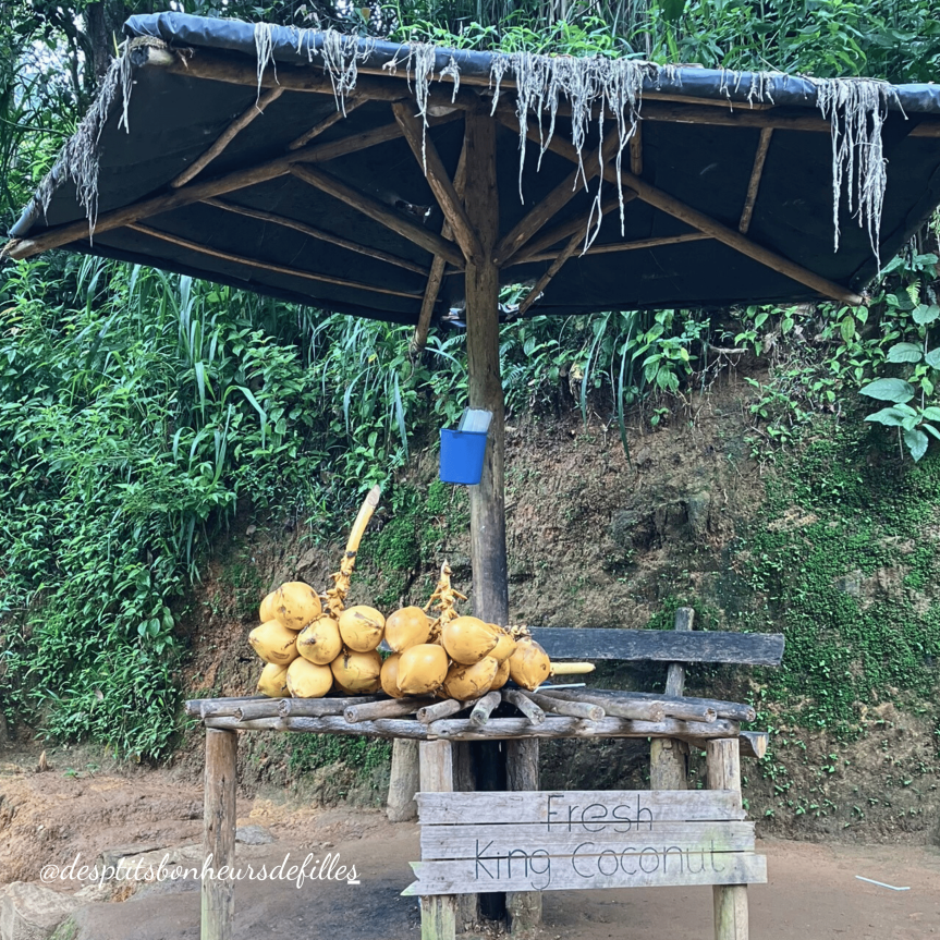 decouvrir le sri lanka conseils de voyage
