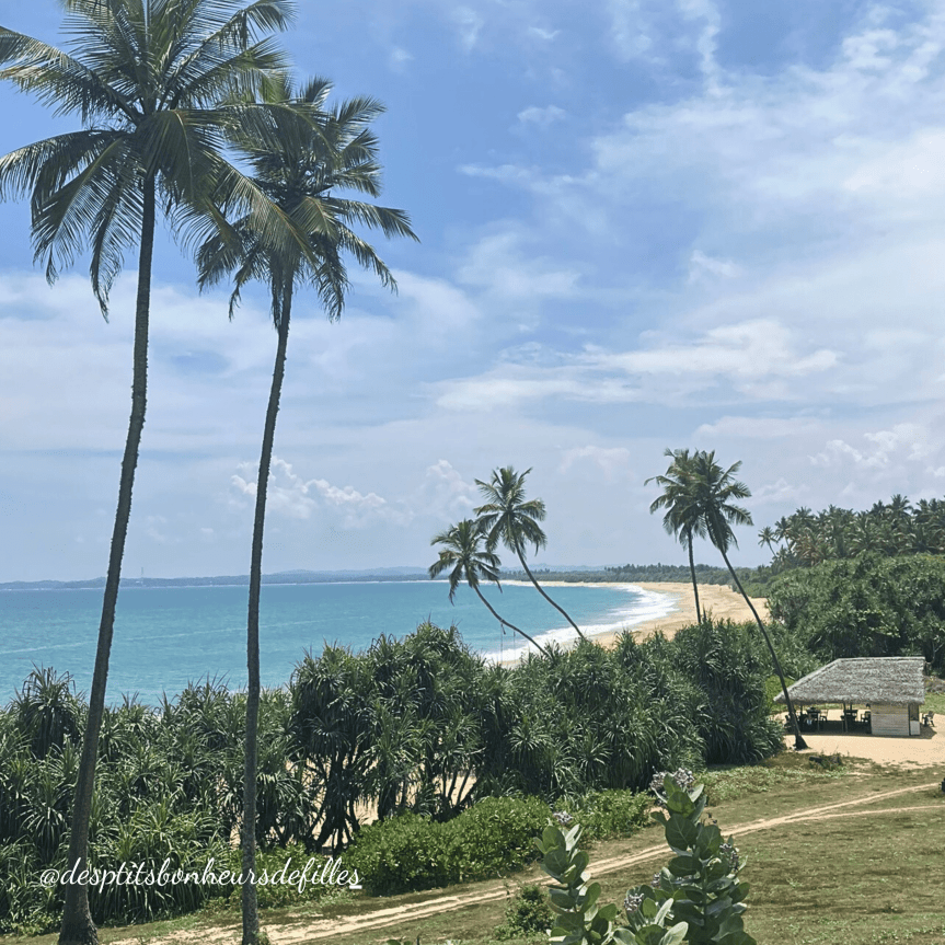 Vue panoramique plage au Sri Lanka, avec des palmiers et une mer turquoise 