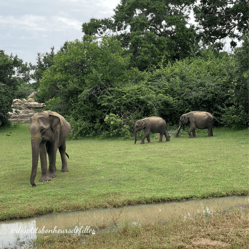 éléphants au Sri Lanka Safari de Yala