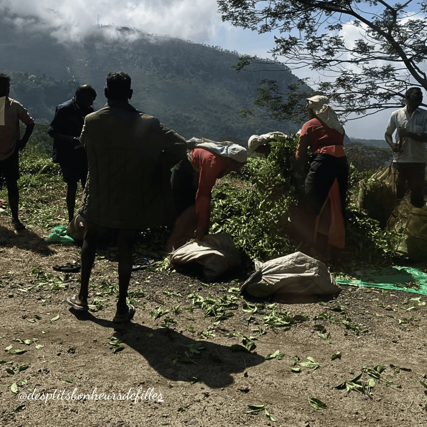 cueilleuses de thé au sri lanka
