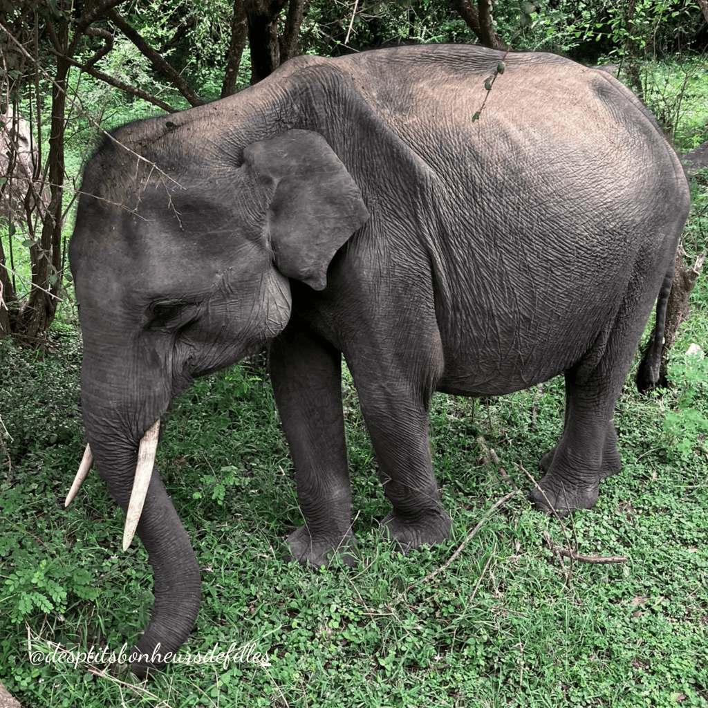 safari au sri lanka avis