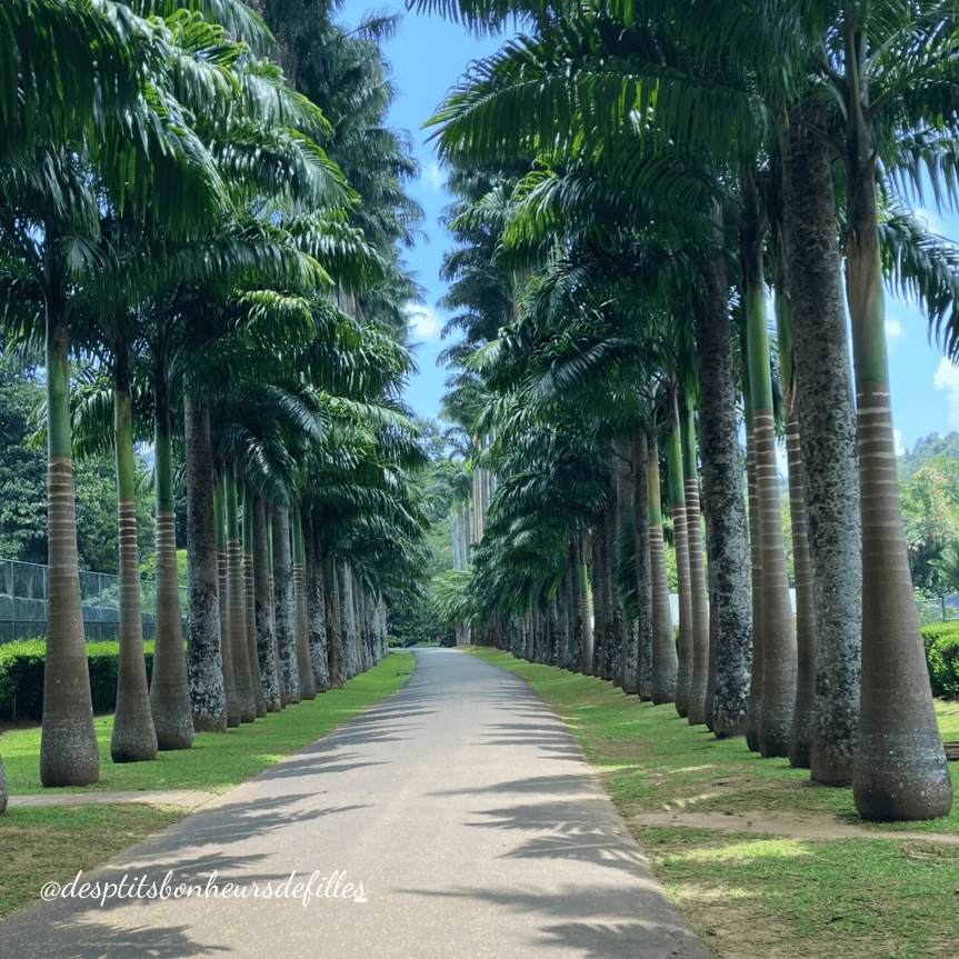Jardin botanique de Kandy visite