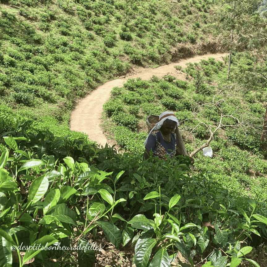 randonnée Little adam's peak