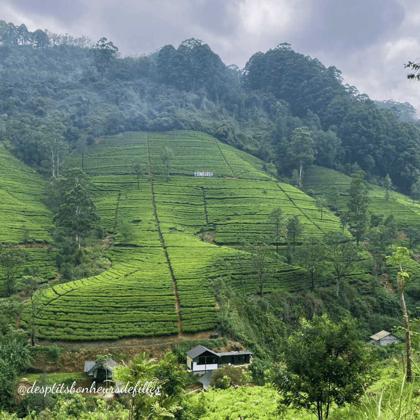 Paysage de plantations de thé au Sri Lanka, avec des collines verdoyantes