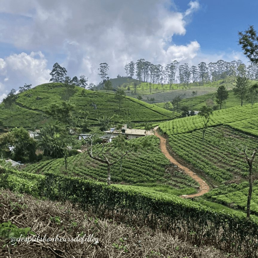 Vue panoramique des plantations de thé du Sri Lanka