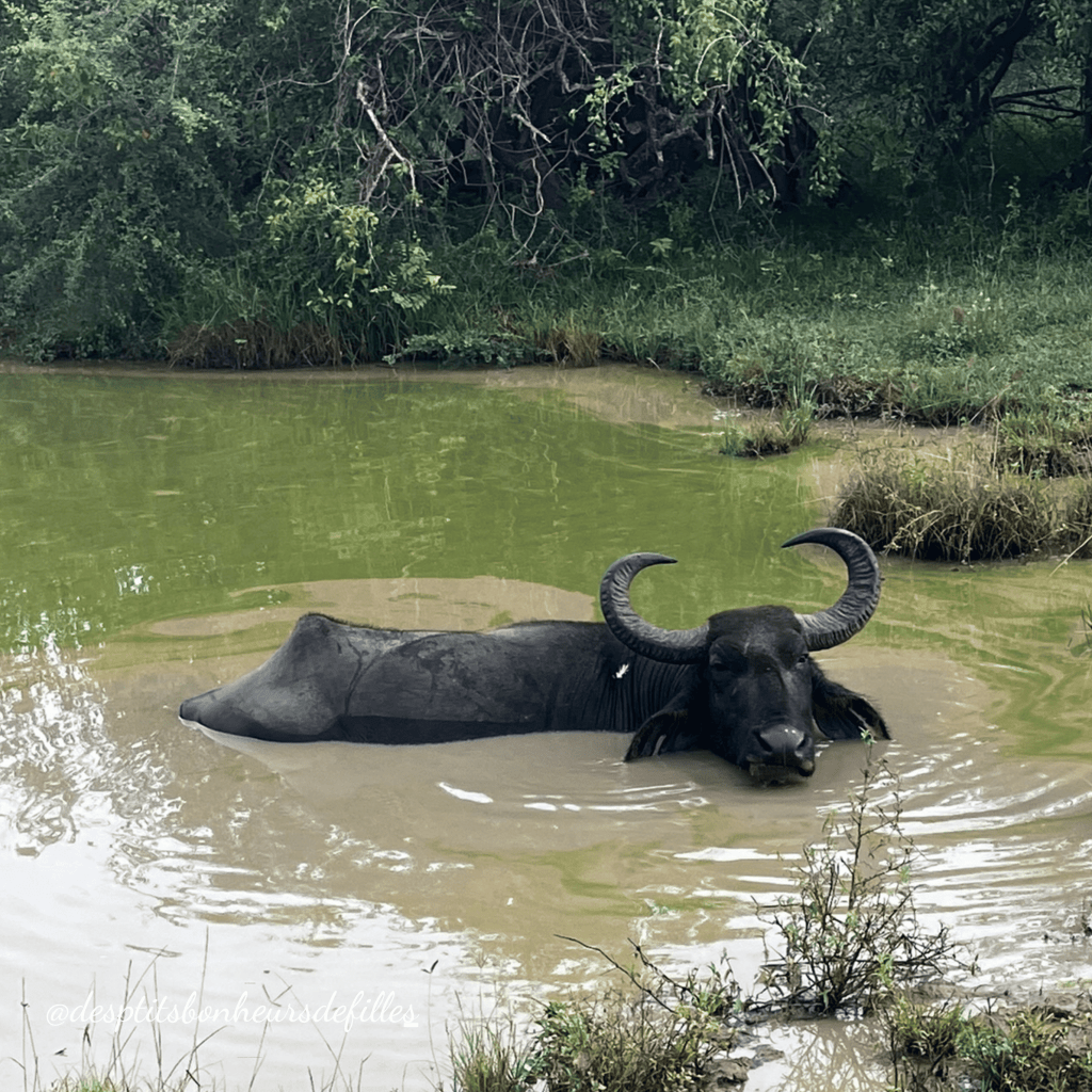 blog voyage sri lanka safari 