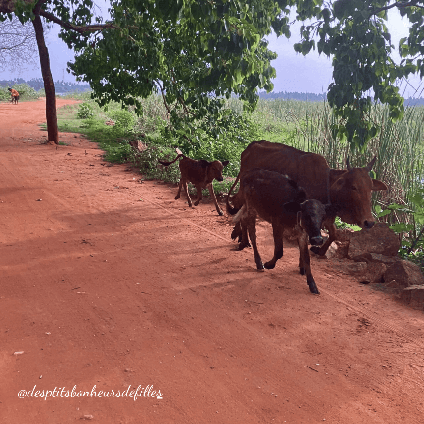 Des vaches et des veaux marchant le long d'un chemin de terre rouge sous des arbres feuillus.