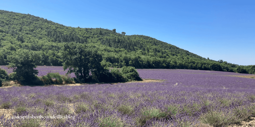 les champs de lavande sur le plateau de valensole
