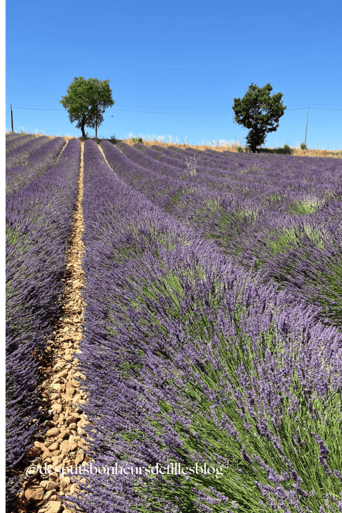 champs de lavande en fleurs au plateau de valensole Provence