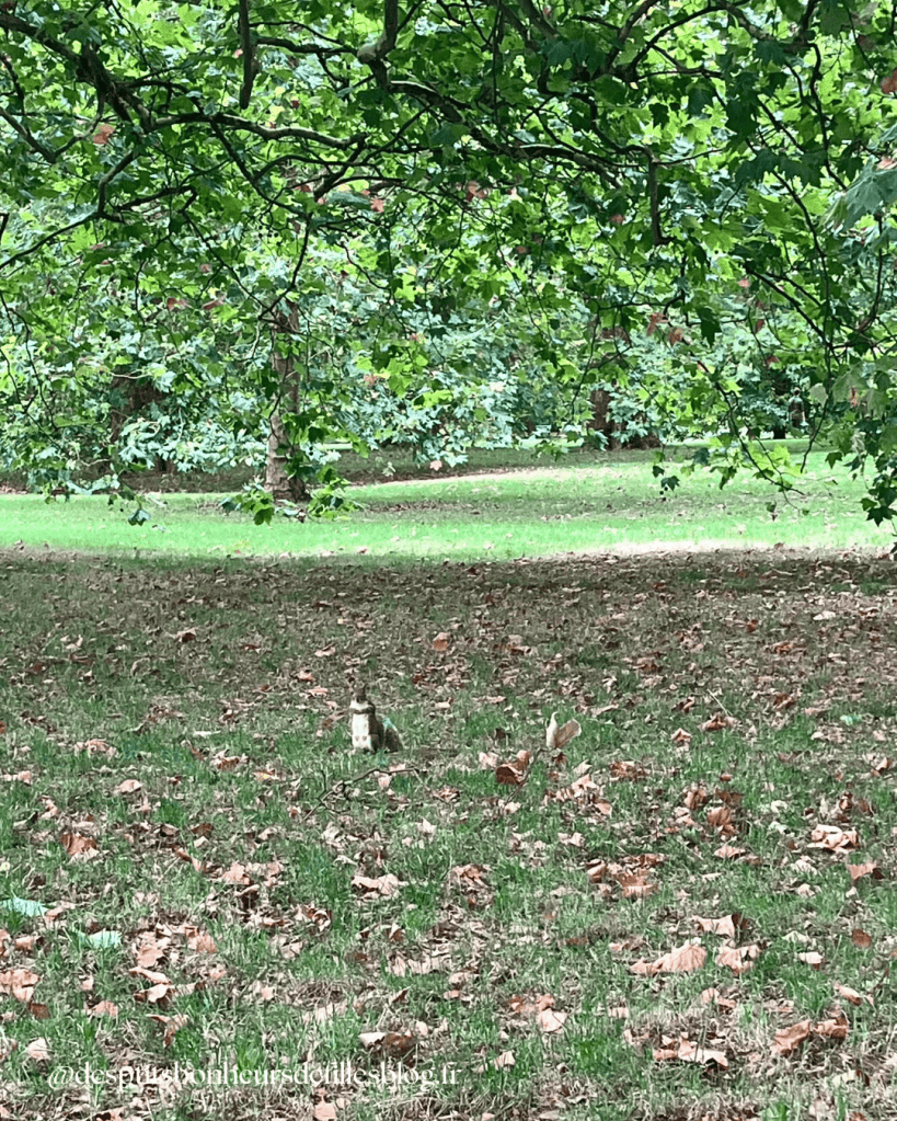 Ecureuil dans Hyde Park à Londres