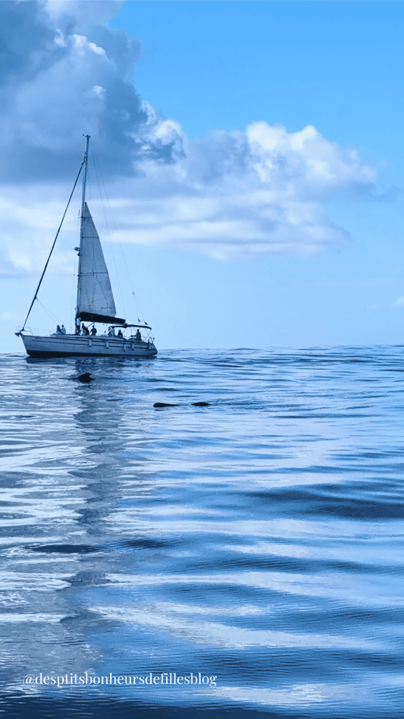 Baleine tenerife Los gigantes