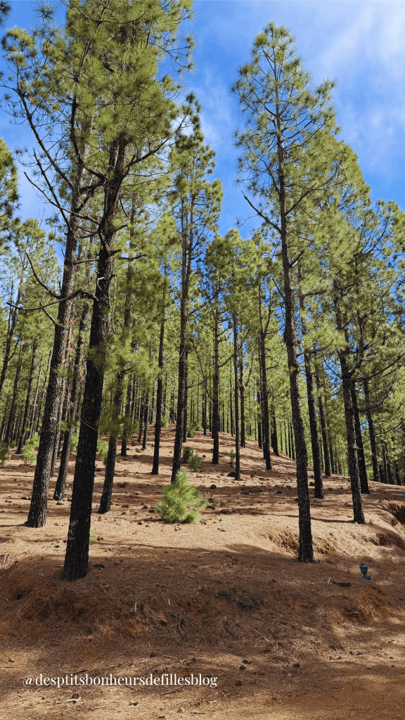 balade forêt tenerife